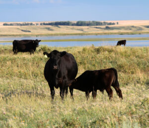 Pain control in beef calves. Photo supplied by Tamara Carter