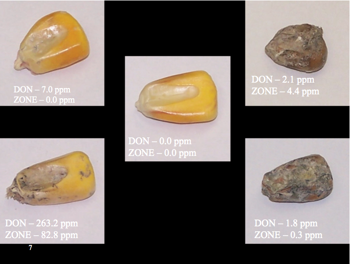 Corn kernels infects with fusarium