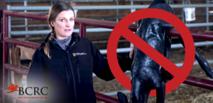 do not hang calves upside down to help breathe