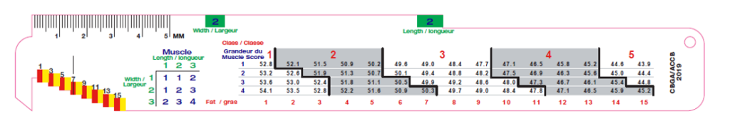 Carcass grading ruler