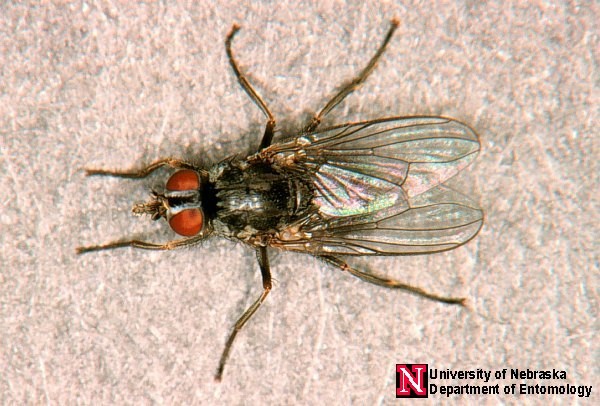 Adult horn fly