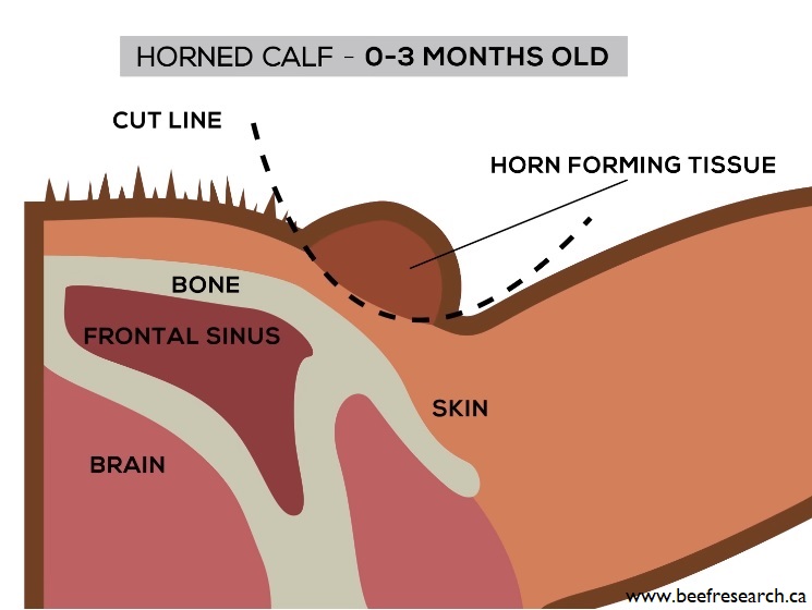 dehorning in beef cattle