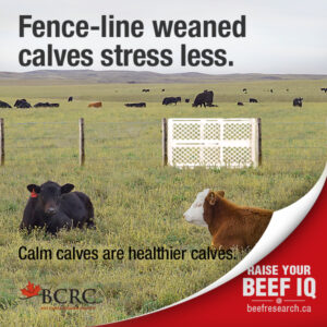 fence-line weaned calves stress less