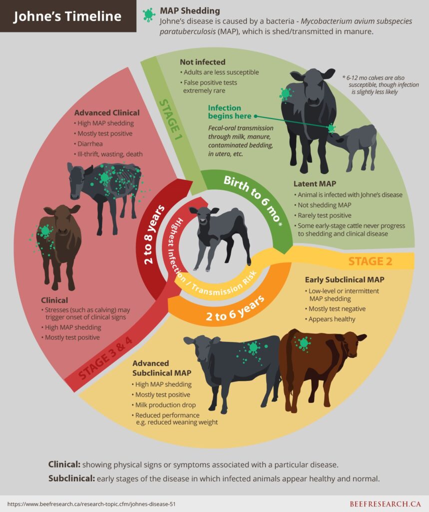 Johnes disease timeline and MAP shedding