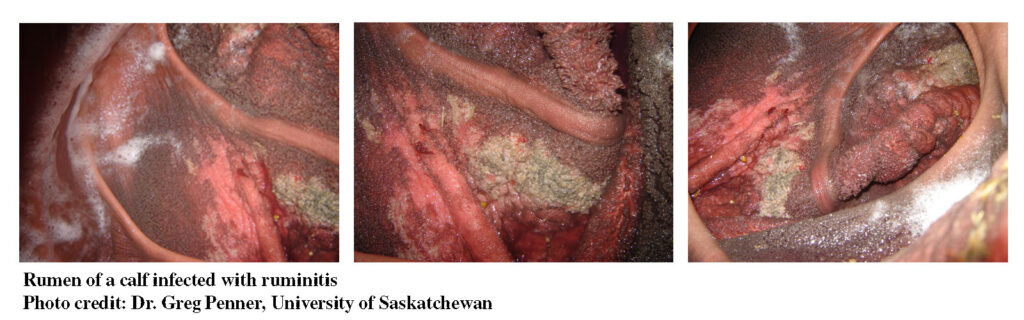 Ruminitis in beef calf