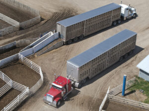 cattle feedlot trucks and transport rest stops for calves