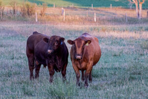 red bull and cow on pasture