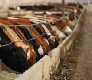 cattle eating at feedlot bunk