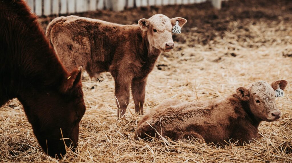 cow and calves on straw