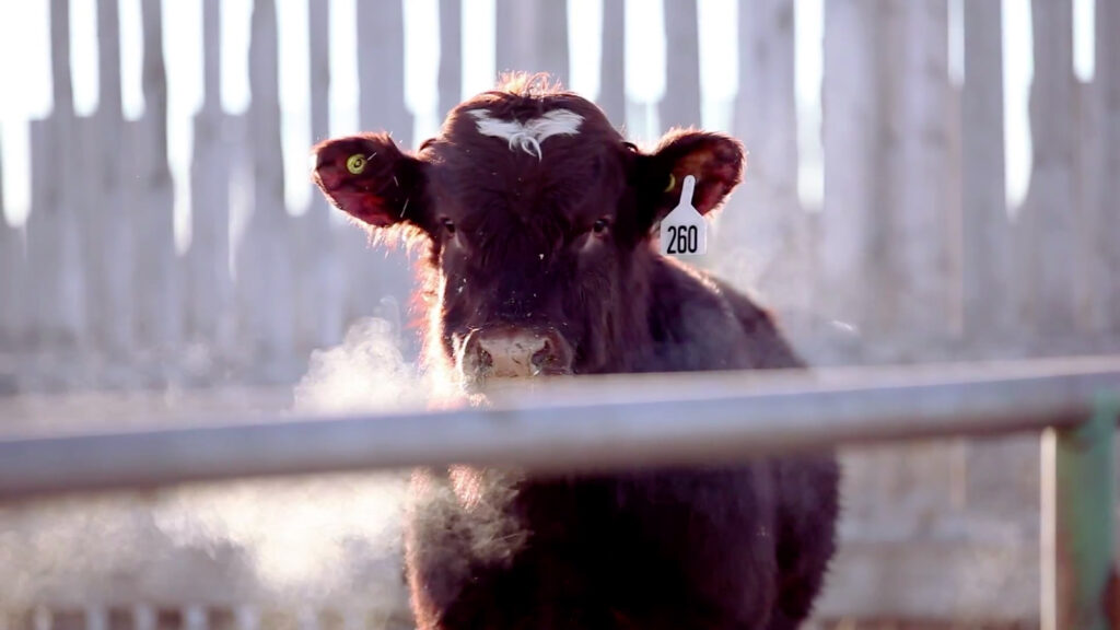 steer in a winter feedlot pen with steam