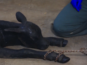 using calving chains in a double half hitch to assist pulling a calf