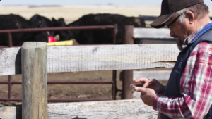 beef producer using a smartphone