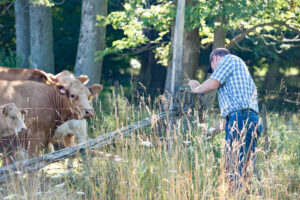 beef cattle producer closes barbed wire gate with cows and calves behind