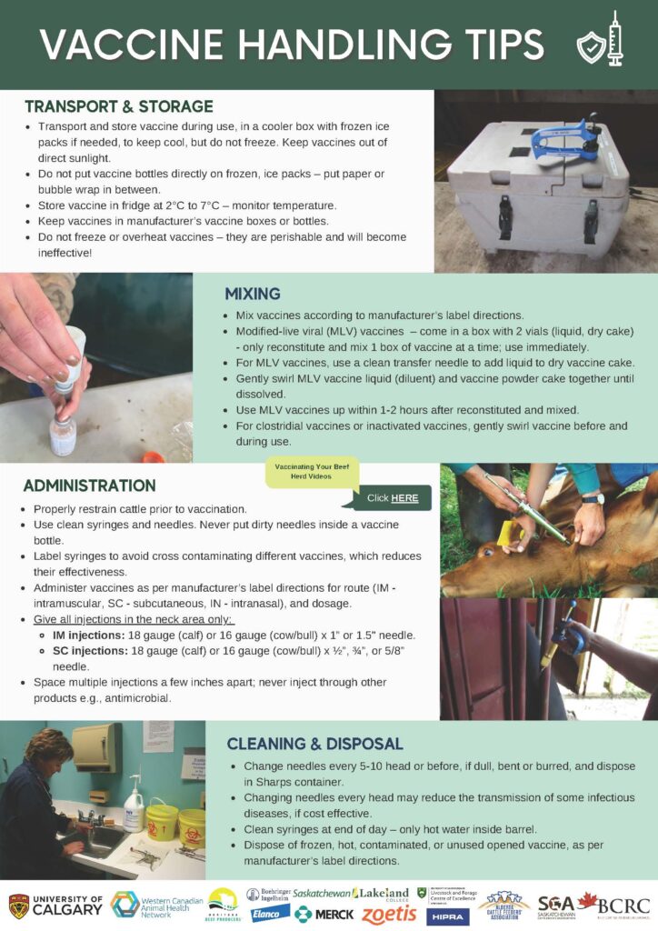 cattle vaccine handling tips