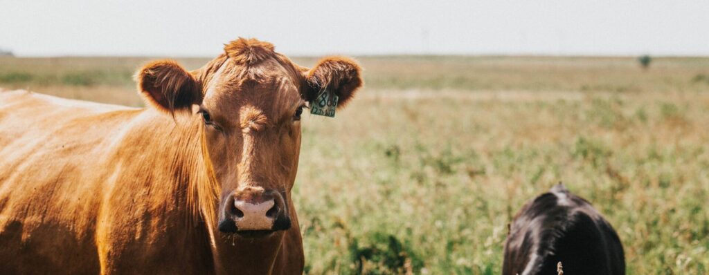 red cow in dry conditions during drought