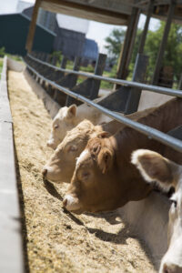 white cows at feed bunk