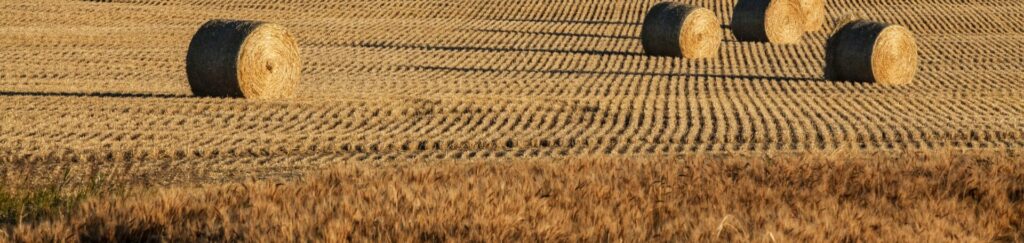 hay and barley with a dark sky