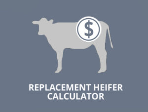 beef cattle research council replacement heifer calculator