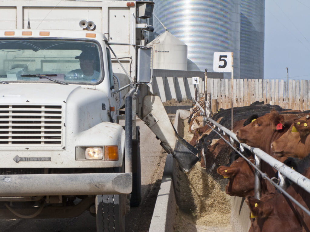 truck feeding cattle at feedlot
